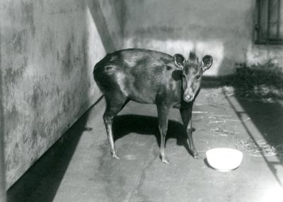 1922年4月、ロンドン動物園でのアボットのダイバー 作： Frederick William Bond